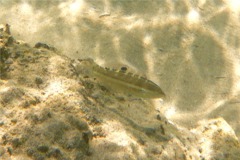 Wrasse - Banded Wrasse - Halichoeres notospilus