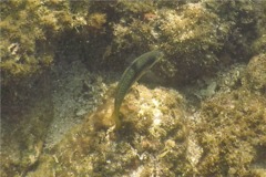 Wrasse - Spinster Wrasse - Halichoeres nicholsi