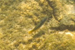 Wrasse - Spinster Wrasse - Halichoeres nicholsi