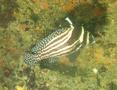 Drums - Spotted Drum - Equetus punctatus