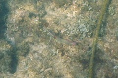 Wrasse - Wounded Wrasse - Halichoeres chierchiae