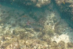 Wrasse - Wounded Wrasse - Halichoeres chierchiae