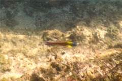 Wrasse - Cortez Wrasse - Thallassoma lucasanum