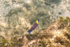 Wrasse - Cortez Wrasse - Thallassoma lucasanum