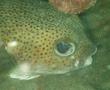 Porcupinefish - Porcupinefish - Diodon hystrix