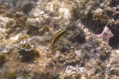 Wrasse - Cortez Wrasse - Thallassoma lucasanum