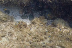 Wrasse - Cortez Wrasse - Thallassoma lucasanum