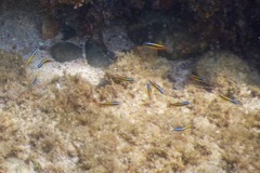 Wrasse - Cortez Wrasse - Thallassoma lucasanum