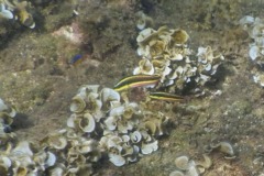 Wrasse - Cortez Wrasse - Thallassoma lucasanum