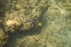 Wrasse - Cortez Wrasse - Thallassoma lucasanum