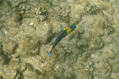 Wrasse - Cortez Wrasse - Thallassoma lucasanum