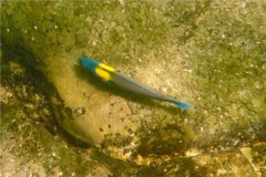 Wrasse - Cortez Wrasse - Thallassoma lucasanum