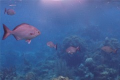 Chubs - Dark-finned Sea Chub - Kyphosus bigibus