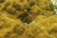 Pufferfish - Sharpnose Puffer - Canthigaster rostrata