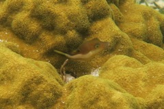 Pufferfish - Sharpnose Puffer - Canthigaster rostrata