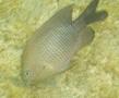 Damselfish - Dusky Damselfish - Stegastes adustus