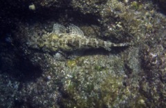 Flatheads - Crocodile Flathead - Cociella crocodila