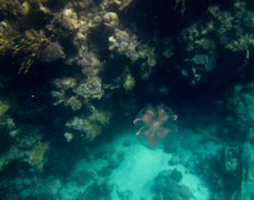 Jellyfish - Caribbean Box Jellyfish - Tripedalia cystophora