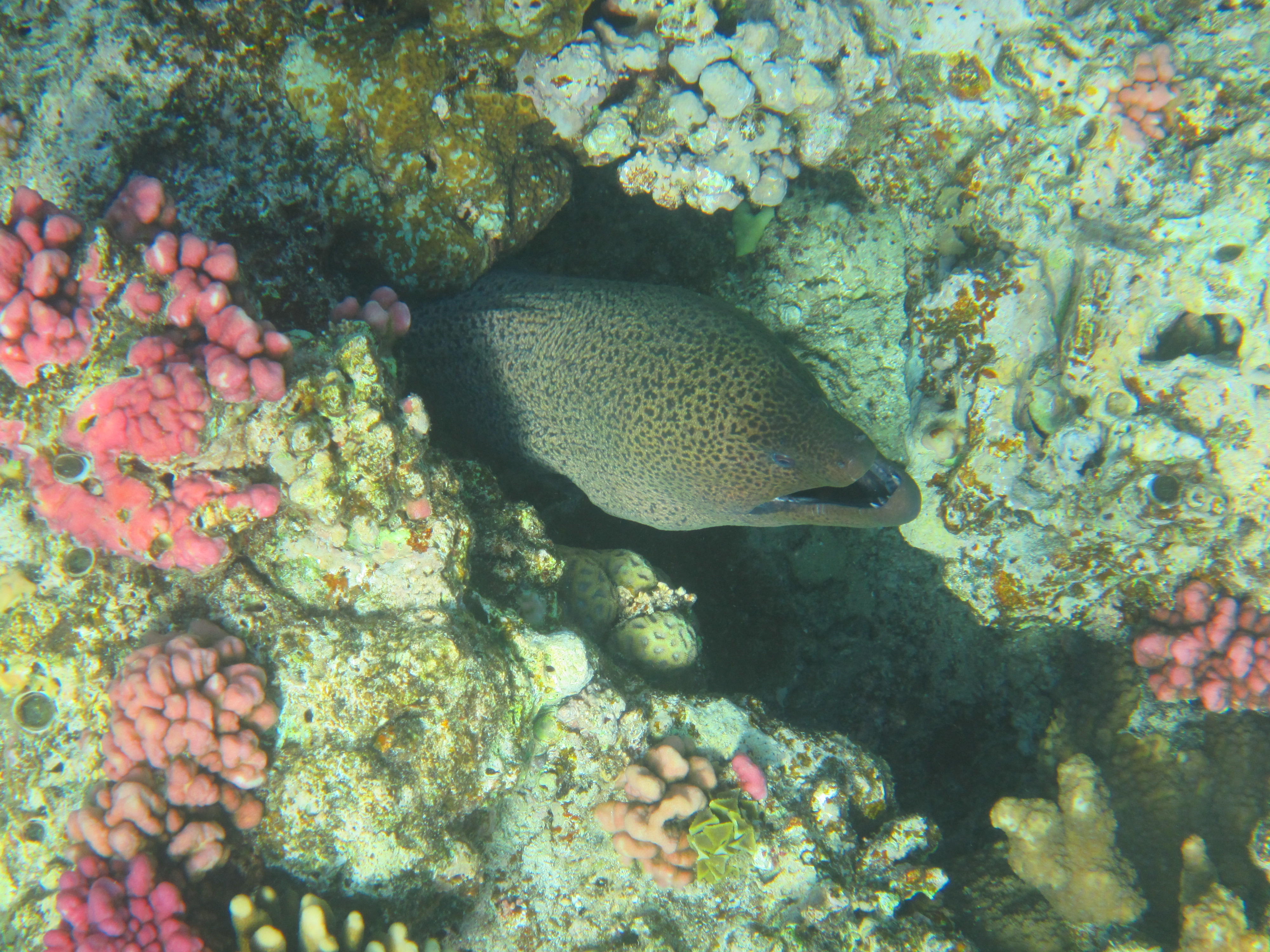 Moray - Giant Moray - Gymnothorax javanicus