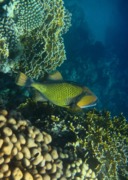 Triggerfish - Titan Triggerfish - Balistoides viridescens