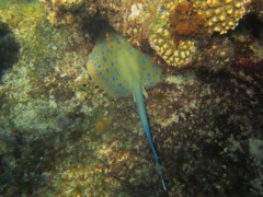 Stingrays - Blue Spotted Stingray - Taeniura lymma