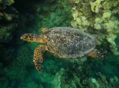 Turtle - Hawksbill Turtle - Eretmochelys imbricata