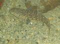 Blennies - Hairy Blenny - Labrisomus nuchipinnis