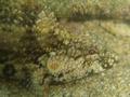 Blennies - Hairy Blenny - Labrisomus nuchipinnis