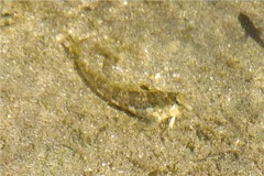 Blennies - Delicate Triplefin Blenny - Enneanectes sexmaculatus