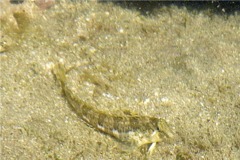 Blennies - Delicate Triplefin Blenny - Enneanectes sexmaculatus