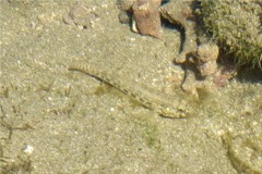 Gobies - Estuarine Frillfin Goby - Bathygobius andrei