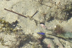 Blennies - Fishgod Blenny - Malacoctenus ebisui