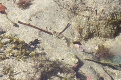 Blennies - Fishgod Blenny - Malacoctenus ebisui