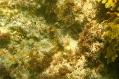 Blennies - Redside Blenny - Malacoctenus hubbsi