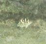 Damselfish - Night Sergeant - Abudefduf taurus