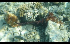 Octopuses - Big Red Octopus - Octopus cyaneus