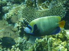 Angelfish - Emperor Angelfish - Pomacanthus imperator