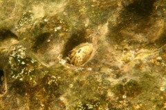 Limpets - Green Panama Keyhole Limpet - Fissurella virescens