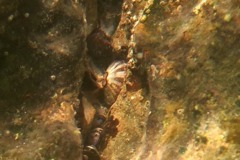 Limpets - Painted Line Keyhole Limpet - Fissurella rubroprota