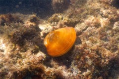 Bivalve Mollusc - Hinds Venus Clam - Tivela hindsii