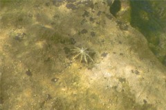 Limpets - Giant False Limpet - Siphonaria gigas