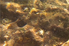 Limpets - Giant False Limpet - Siphonaria gigas