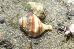 Gastropods - Weigmann's Triton - Linatella wiegmanni