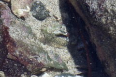 Palaemonidae - Tidepool Shrimp - Palaemon ritteri