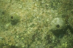 Tetraclitidae - Ribbed Barnacle - Tetraclita stalactifera