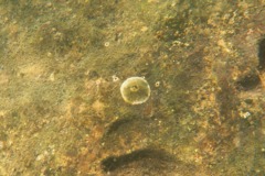 Tetraclitidae - Ribbed Barnacle - Tetraclita stalactifera