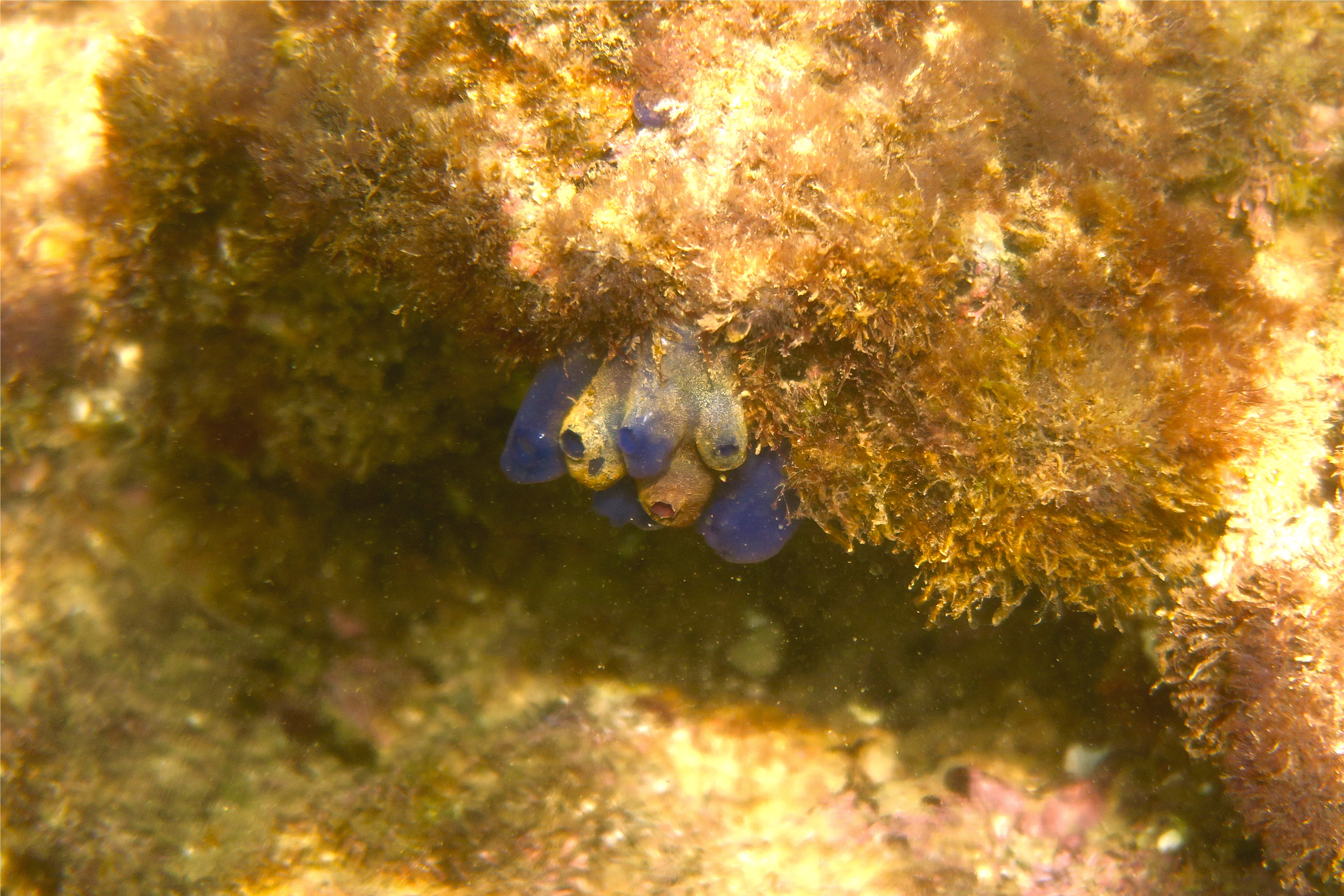 Tunicate - Bluebell Tunicate - Clavelina puertosecensis