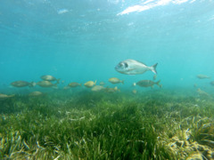 Breams - Gilt-head Bream - Sparus Aurata