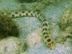 Snake Eels - Goldspotted Eel - Myrichthys ocellatus