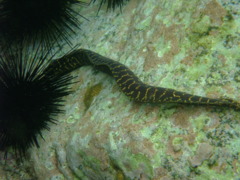 Moray - Chain Moray - Echidna catenata